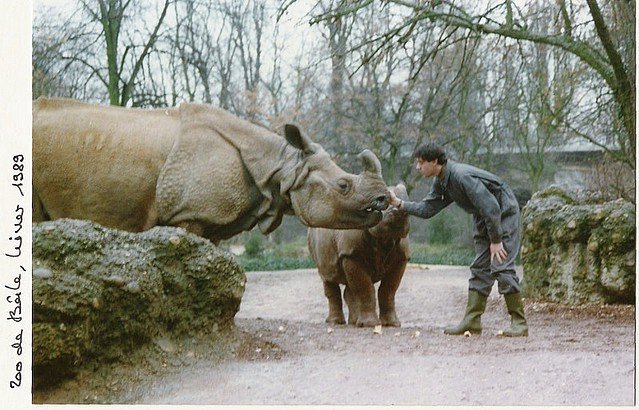 Indian rhinos with their keeper at the Basel Zoo (Winter 1989)